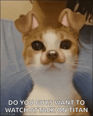 A Cat With A Dog 'S Face On Its Face Is Being Held By A Person . GIF