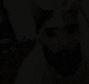 A Cat With A Fake Beard And Eyebrows On Its Face GIF