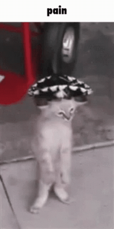 A Cat With A Hat On Its Head Is Standing On The Ground . GIF