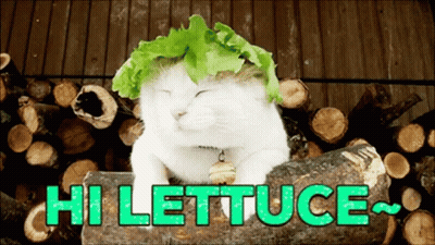 A Cat With A Lettuce On Its Head Is Sitting On A Log With The Words Hi Lettuce Below It GIF