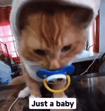 A Cat With A Pacifier In Its Mouth And The Words Just A Baby Below It . GIF
