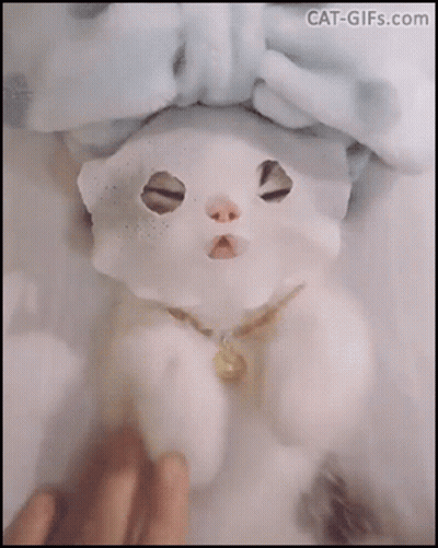 A Cat With A Paper Towel On Its Head Is Being Petted By Someone GIF
