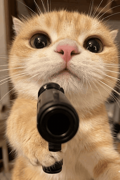 A Cat With A Pink Nose Is Holding A Gun In Its Paw GIF
