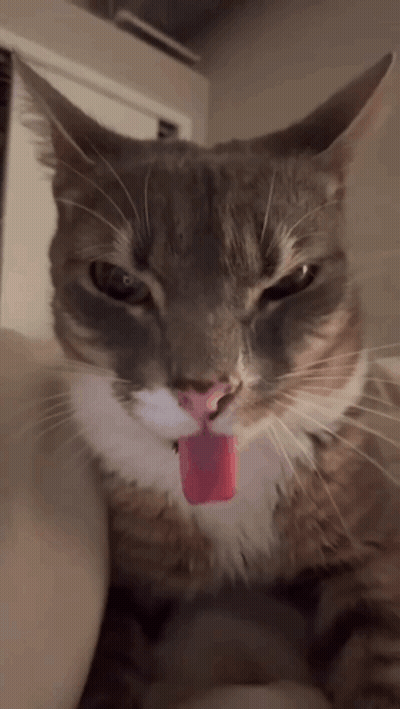 A Cat With A Pink Tongue Sticking Out Of Its Mouth GIF