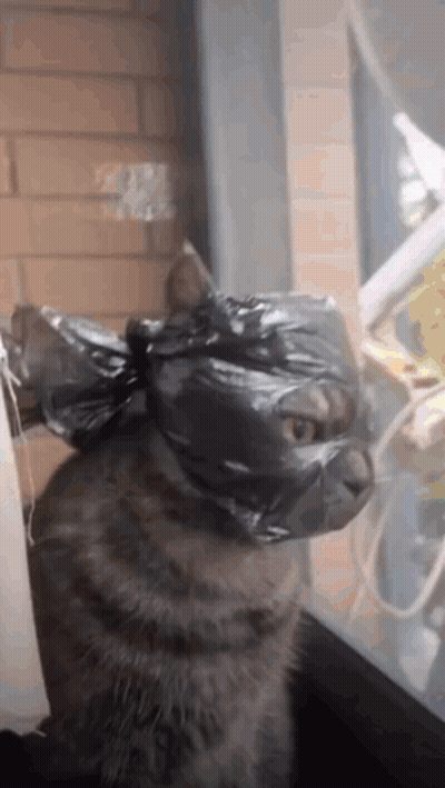 A Cat With A Plastic Bag Around Its Head GIF