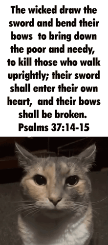 A Cat With A Quote From Psalms 37 14 15 GIF