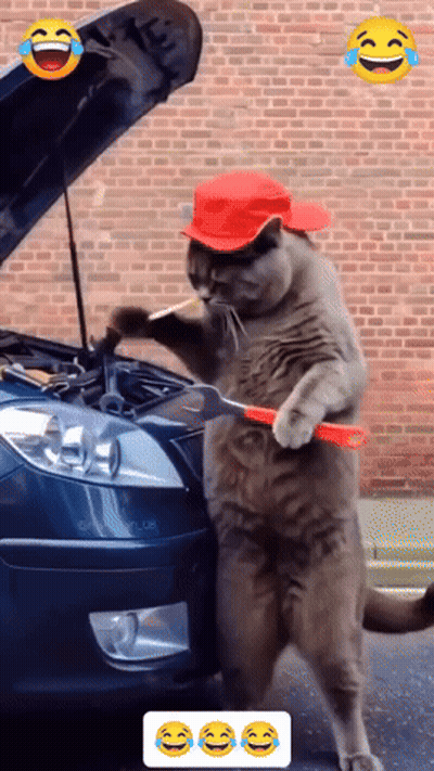A Cat With A Red Hat Is Working On A Lexus Car GIF