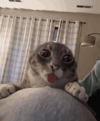 A Cat With A Red Tongue Sticking Out Is Laying On A Pillow GIF