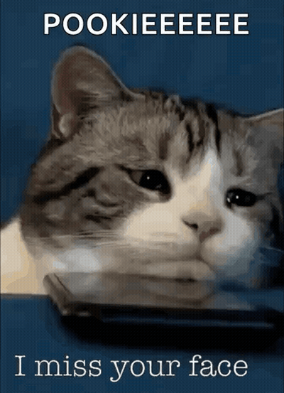A Cat With A Sad Look On Its Face Is Sitting Next To A Phone . GIF