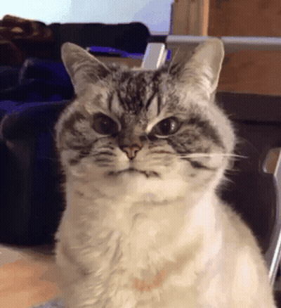 A Cat With A Serious Look On Its Face Looks At The Camera GIF