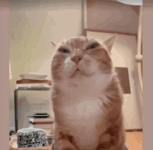 A Cat With A Serious Look On Its Face Looks At The Camera GIF