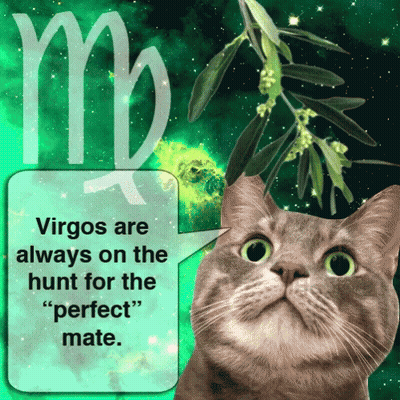 A Cat With A Speech Bubble Saying Virgos Are Always On The Hunt For The " Perfect " Mate GIF