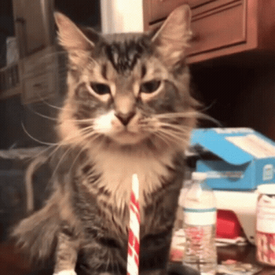 A Cat With A Straw In Its Mouth GIF