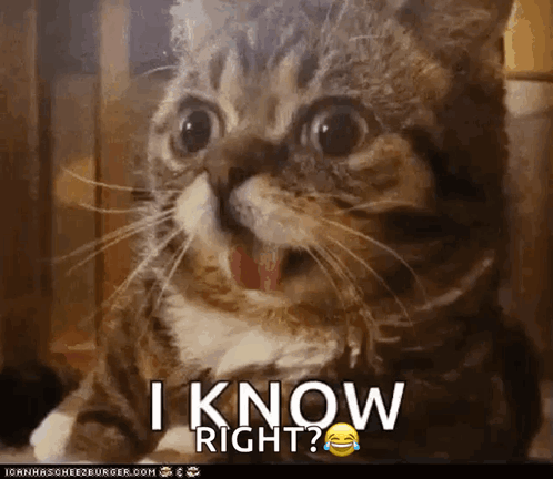A Cat With A Surprised Look On Its Face And The Words I Know Right GIF