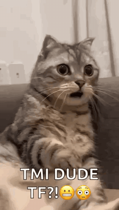 A Cat With A Surprised Look On Its Face Is Sitting On A Couch And Making A Funny Face . GIF