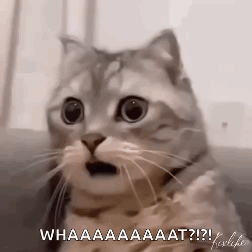 A Cat With A Surprised Look On Its Face Is Sitting On A Couch And Says Whaaaaaaat . GIF