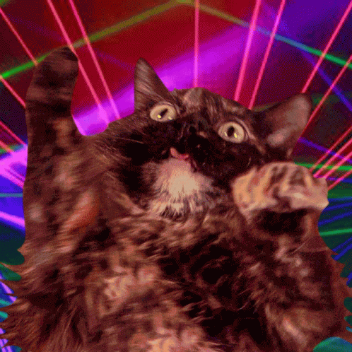 A Cat With A Surprised Look On Its Face Looks Up At The Camera GIF