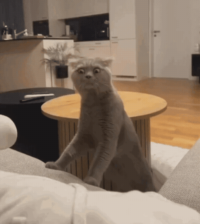 A Cat With A Surprised Look On Its Face Sitting On A Couch GIF