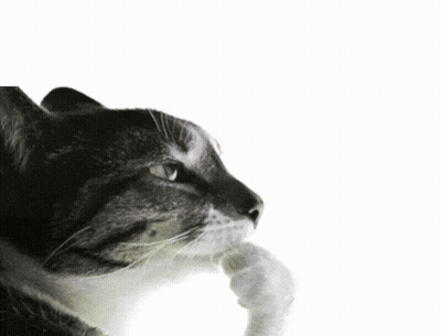 A Cat With A Thought Bubble Saying Peak Above It GIF