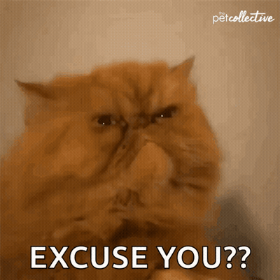 A Cat With A Very Angry Look On Its Face Says Excuse You GIF