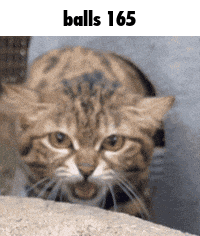A Cat With Balls 165 Written On The Bottom GIF