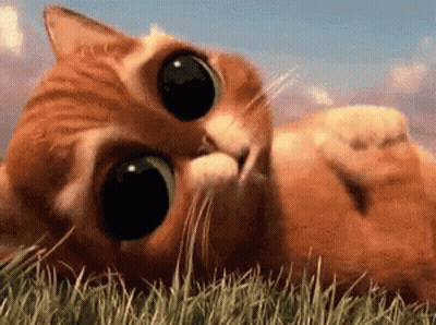 A Cat With Big Eyes Is Laying In The Grass . GIF