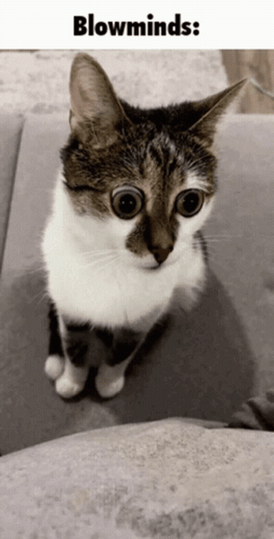 A Cat With Big Eyes Is Sitting On A Couch Under The Words Blowminds GIF