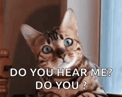 A Cat With Blue Eyes Is Sitting In Front Of A Window And Asking Do You Hear Me Do You ? GIF