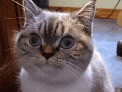 A Cat With Blue Eyes Looks At The Camera GIF
