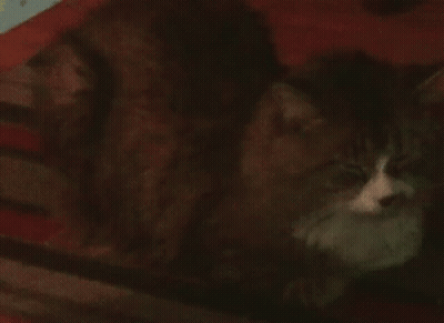 A Cat With Bright Green Eyes Is Laying Down In The Dark . GIF