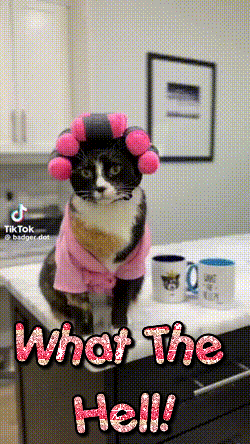 A Cat With Curlers On Its Head Is Sitting On A Counter With The Words What The Hell On It GIF