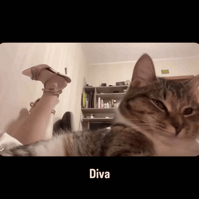 A Cat With Diva Written On The Bottom Right GIF