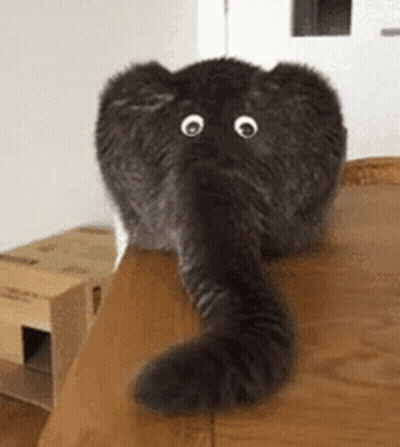 A Cat With Googly Eyes And An Elephant Trunk Is Laying On A Table . GIF