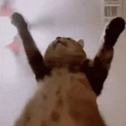 A Cat With Its Arms Outstretched Is Looking Up At Something . GIF