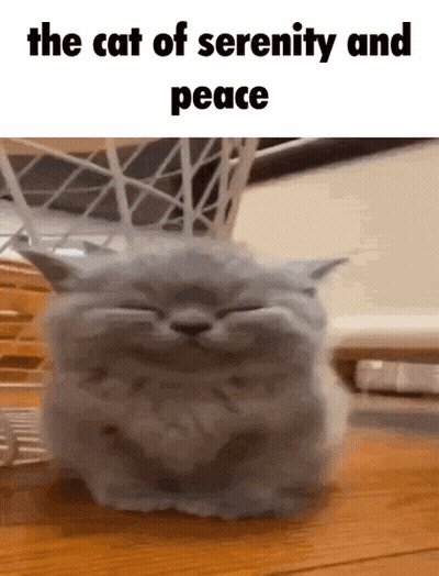 A Cat With Its Eyes Closed And The Words The Cat Of Serenity And Peace On The Bottom GIF