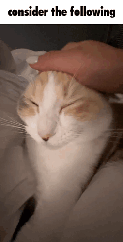A Cat With Its Eyes Closed Is Being Petted By A Person Who Says " Consider The Following " GIF
