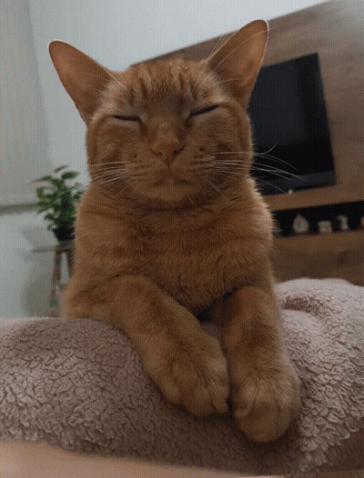 A Cat With Its Eyes Closed Is Laying On A Blanket GIF