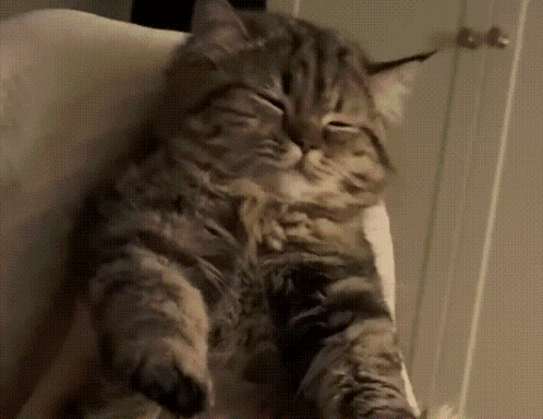 A Cat With Its Eyes Closed Is Laying On A Chair GIF