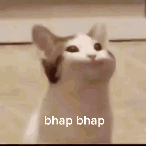 Mouth-Open Cat With Bhap Below GIF