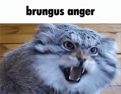 A Cat With Its Mouth Open And The Word Brungus Anger Written Above It GIF