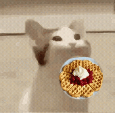 A Cat With Its Mouth Open Is Eating A Waffle With Whipped Cream On Top . GIF