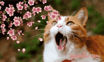 A Cat With Its Mouth Open Is Surrounded By Pink Flowers And Petals And The Website Is Segoonline.com GIF