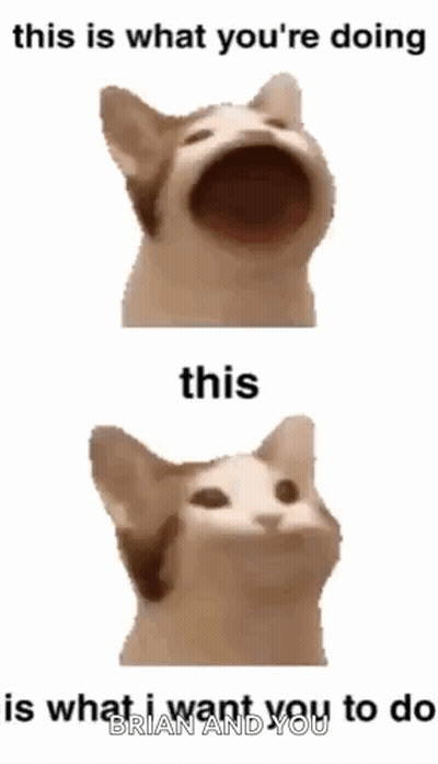 A Cat With Its Mouth Open Says This Is What You 'Re Doing And This Is What I Want You To Do Brian And You GIF