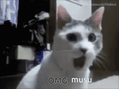 A Cat With Its Mouth Wide Open And The Words Omg Musu Written Below It GIF