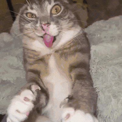 A Cat With Its Tongue Hanging Out Is Laying On Its Back GIF