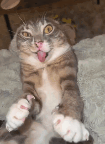 A Cat With Its Tongue Out Is Laying On Its Back GIF