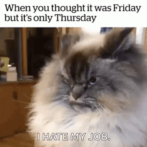 A Cat With The Caption When You Thought It Was Friday But It 'S Only Thursday And I Hate My Job GIF