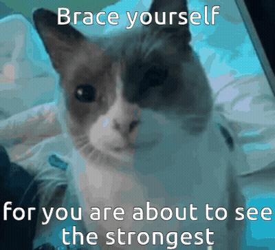 A Cat With The Words Brace Yourself For You Are About To See The Strongest On It GIF