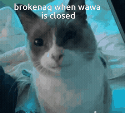A Cat With The Words Brokenaq When Wawa Is Closed GIF