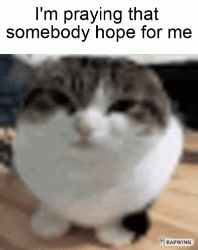 A Cat With The Words I 'M Praying That Somebody Hope For Me Above It GIF